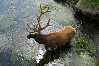 Wading Elk.jpg